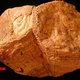 El fósil de Torreites sanchezi encontrado. Imagen: AGU